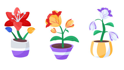 Three Potted Flowers With Red Yellow And Purple Blooms