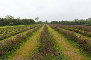 Fototapeta premium Wide View of Lavender Crop Rows on Farm Field