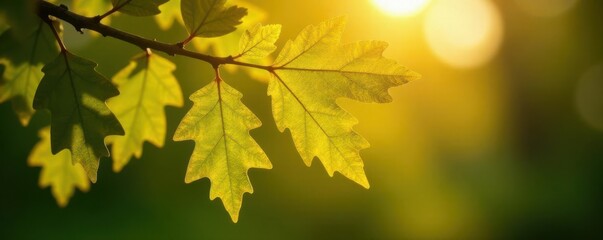 Fototapeta premium Morning sun illuminates textured oak leaves, showing detail , brown, detail