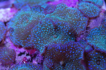 Neon Green Spot Mushroom - Actinodiscus spp.
