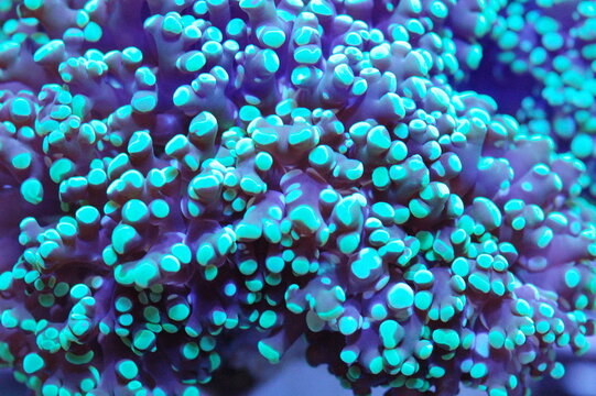 Metallic Green Frogspawn Coral, euphyllia divisa