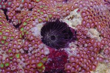 Fototapeta premium Burrowing Fine Spine Urchin In Awesome Giant Assorted Colored Zoanthid Rock, Echinostrephus molaris and Zoanthus spp