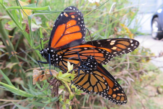 Monarch Butterfly Pair, Danaus plexippus