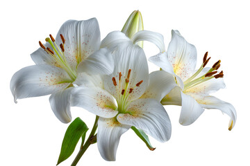Naklejka premium Three white lilies with green leaves isolated on transparent background