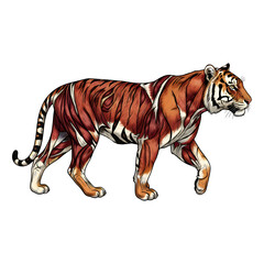 Tiger anatomy illustration design.
