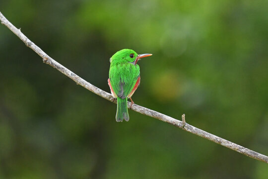 Broad-billed Tody (Todus subulatus) perched, Parque Nacional del Este, La Altagracia, Dominican Republic. Endemic Hispaniolan bird, family Todidae. Bright green tropical bird with back to camera.