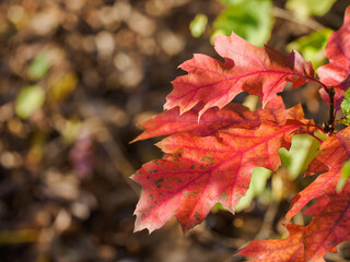 Sessile oak in red color – close-up of leaves.
