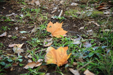 プラタナスの枯れ葉