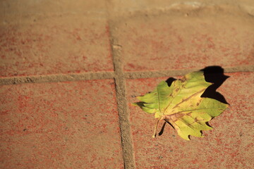 木枯らしに飛んできたプラタナスの枯れ葉