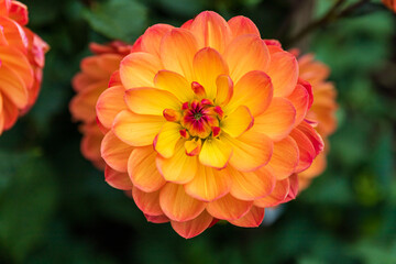 Vibrant Orange and Yellow Layered Dahlia Flower Closeup