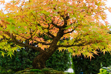 Japanese Maple Bonsai Tree with Yellow and Red Autumn Leaves