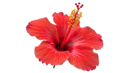 A vibrant red hibiscus flower with yellow stamens against a white background.
