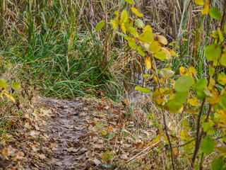 Wet trail from a beaver near a pond with bulrushes.
