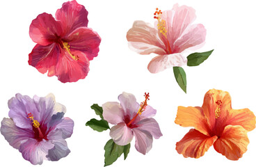 flowers isolated on white