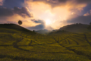 sunset over the hills at Tea Plantation Ciwidey Bandung West Java Indonesia