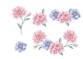 Fototapeta premium Watercolor Pink Chrysanthemum and Anemone Flower