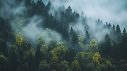 A misty, forested mountainside with a mix of evergreen and deciduous trees.
