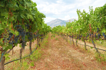 Naklejka premium Scenic view of a vineyard with rows of grapevines heavy with ripe grapes, against a backdrop of mountains and a cloudy sky