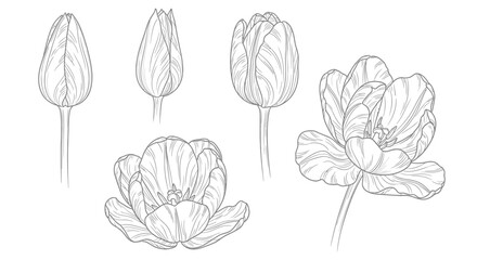 Minimalist Tulip Outline Set - Botanical Floral Line Art Illustrations