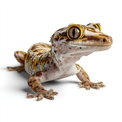 Obraz premium Hyperrealistic gecko portrait natural habitat animal photography close-up detailed wildlife
