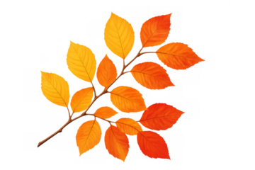 Autumn tree branch showing colorful yellow, orange, and red foliage, creating a vibrant seasonal design element with a transparent background