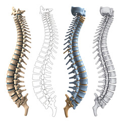 Anatomical Illustrations of the Human Spine in Different Styles with Transparent Background