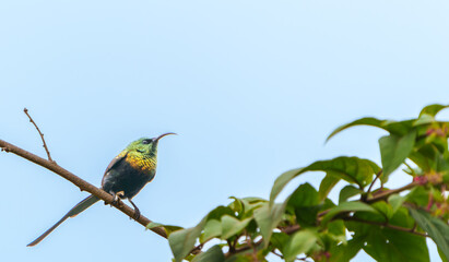Portrait Bronzy Sunbird or 
Nectarinia kilimensis