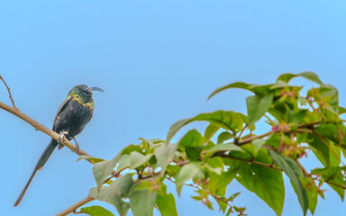 Bronzy Sunbird or 
Nectarinia kilimensis