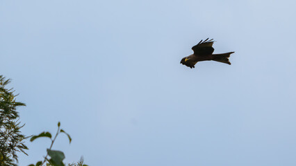 Yellow-billed Kite or Milvus aegyptius soaring against  sky