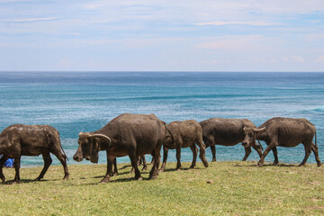 Obraz premium Water buffaloes walking along a coastal grassland with blue ocean background under bright tropical sky in Lombok, Indonesia. Peaceful rural scene with livestock and seaside landscape.