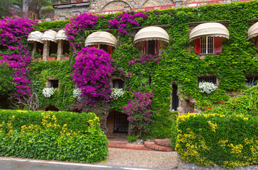 Bougainvillea-covered house with ivy and flowers in Portofino, Italy, Liguria region