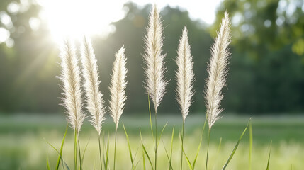 Sunlight filters through tall grass, creating peaceful and serene atmosphere