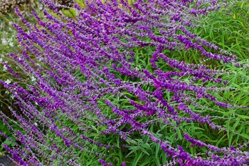 Fototapeta premium Mexican bush sage (Salvia leucantha) flowers. Lamiaceae perennial herb. Purple flowers covered with fine hairs bloom in autumn.