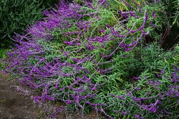 Mexican bush sage (Salvia leucantha) flowers. Lamiaceae perennial herb. Purple flowers covered with fine hairs bloom in autumn.