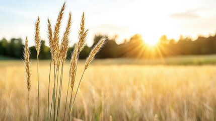 Naklejka premium Golden wheat swaying gently in sunlight, creating tranquil atmosphere in nature