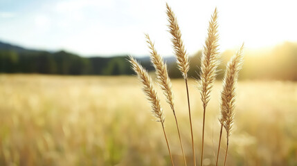 Fototapeta premium Golden grass sways gently in sunlight, creating tranquil and serene atmosphere
