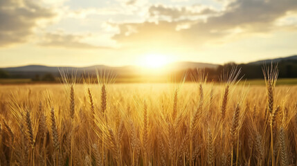 Naklejka premium Golden wheat field at sunrise, sunlight illuminating landscape with serene atmosphere