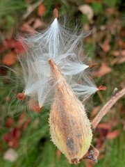Milkweed bloom
