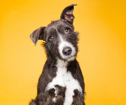 Cute dog on an isolated background studio shot