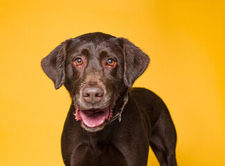 Cute dog on an isolated background studio shot