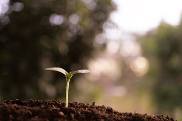 Pumpkin sprouting under autumn sunlight