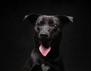 Cute dog on an isolated background studio shot