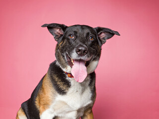 Cute dog on an isolated background studio shot
