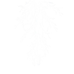 White lightning bolt branching out on black isolated on a transparent background