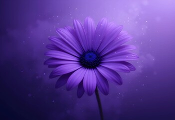 Vibrant purple daisy flower background. glowing dreamy bokeh, sparkling particles - ideal for beauty, wellness or feminine branding with copy space.