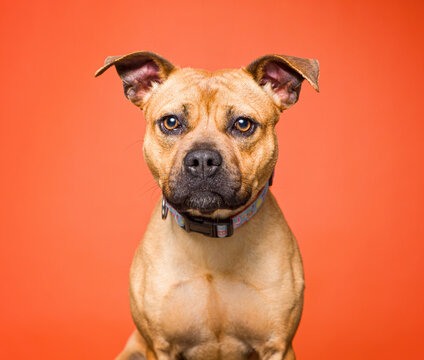 Cute dog on an isolated background studio shot