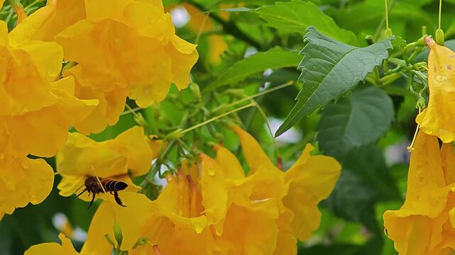 Bees are buzzing around the yellow flowers for food.