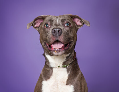 Cute dog on an isolated background studio shot