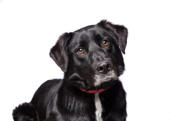Cute dog on an isolated background studio shot