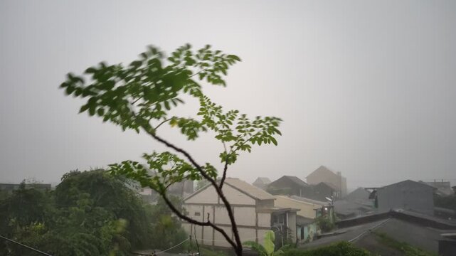 Moringa Leaves Swaying in Heavy Rain on Second Floor Balcony
